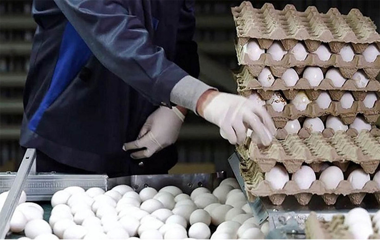دلیل افزایش قیمت تخم مرغ در روزهای اخیر چیست؟