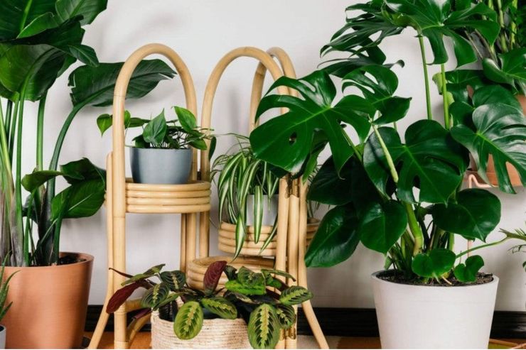 این ۶ گیاه زیبا را در خانه نگهداری نکنید!