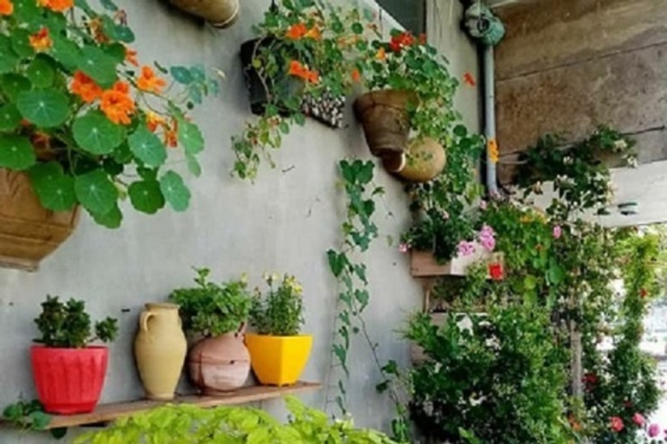 شهروند خبرنگار| کاشت گل و گیاه توسط شهروند مشهدی روی دیوار منزل