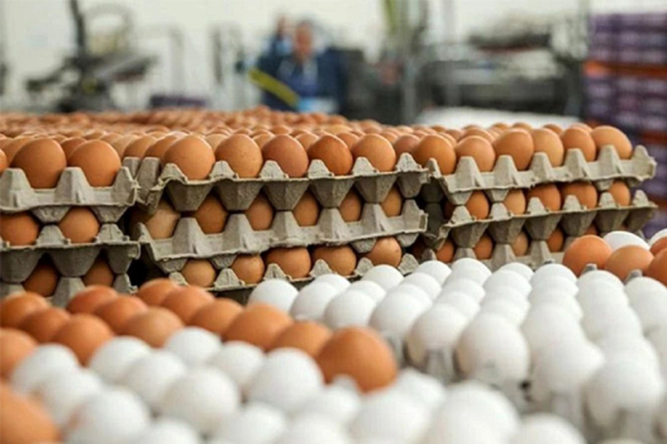 قیمت تخم مرغ پس از ارزانی، دوباره بالا کشید