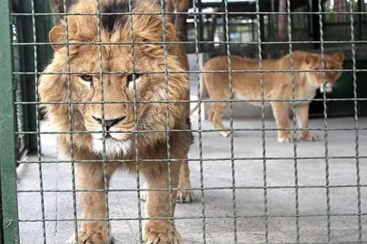 یک پرسنل پارک وحش اراک توسط شیر کشته شد + فیلم و جزئیات