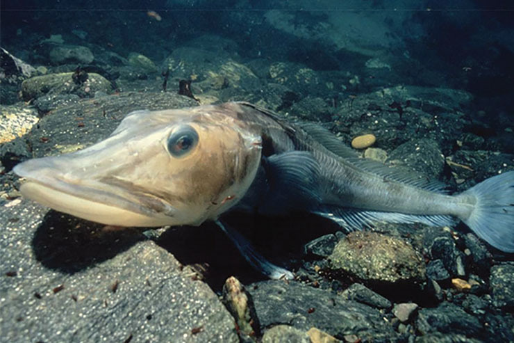 کشف بزرگ‌ترین مستعمره غول ماهی‌ها