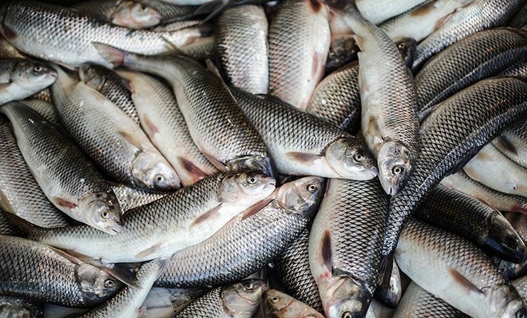 هشدار دامپزشکی خراسان رضوی به فروش ماهی‌های حرام در سطح شهر