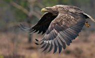 حمله عقاب برای شکار نوجوانی در کوه‌های اندیکای مسجدسلیمان + فیلم