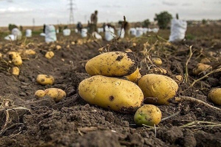 وعده سازمان تعاون روستایی برای کاهش قیمت سیب زمینی به زیر ۸ هزار تومان