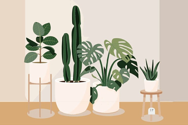 دانستنی‌ها | راهکارهای مراقبت از گیاهان آپارتمانی و بالکنی