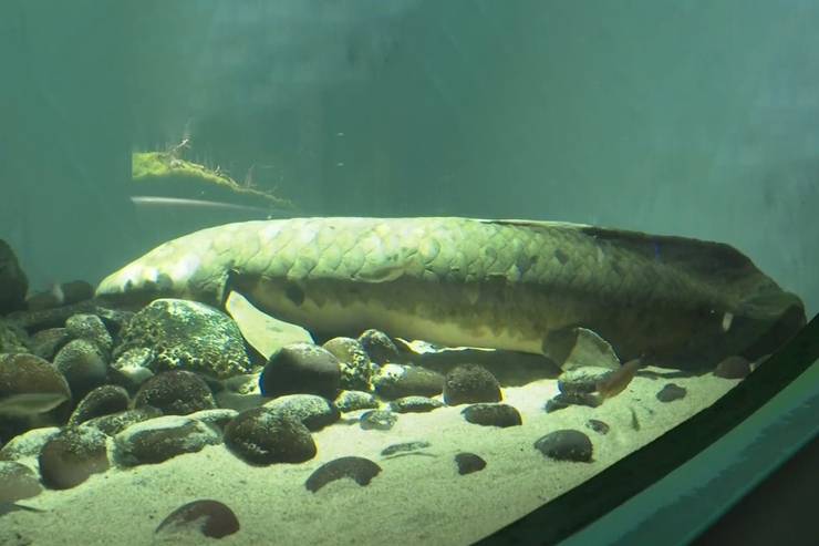 «متوشالح» مسن‌ترین ماهی آکواریومی جهان با ۹۰ سال سن + فیلم