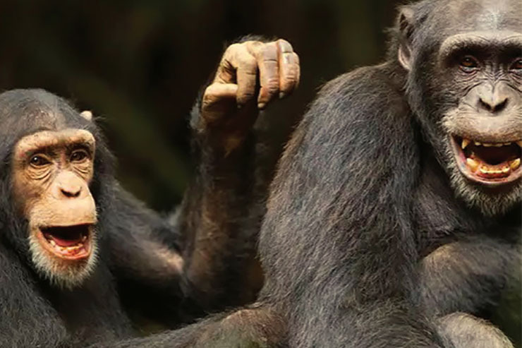شامپانزه‌ها برای التیام زخم هایشان چه می‌کنند؟