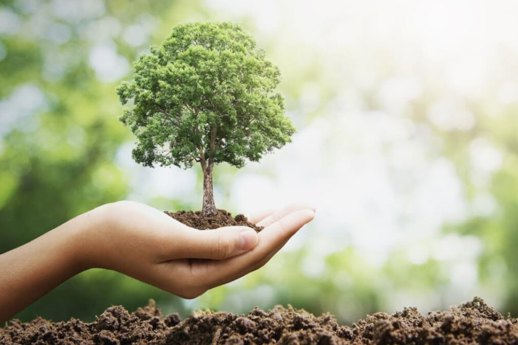 با مراحل کاشت صحیح درخت آشنا شوید