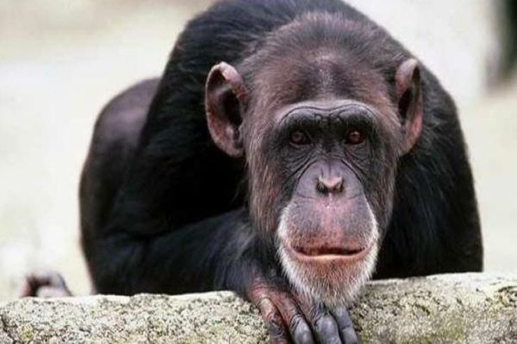 با تنها شامپانزه شورشی آشنا شوید