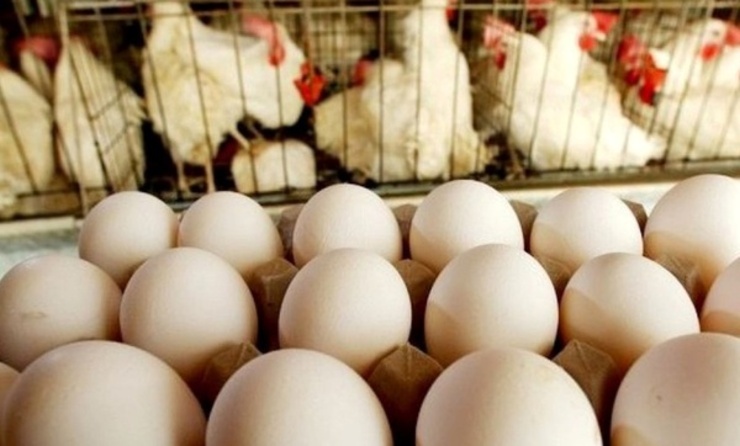 قیمت مرغ و تخم مرغ در سال آینده تا ۷۰ درصد افزایش خواهد داشت