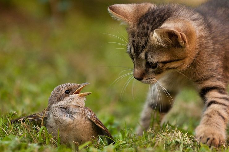 گربه‌ها عامل اصلی سه چهارم مرگ ومیر غیرطبیعی پرندگان هستند
