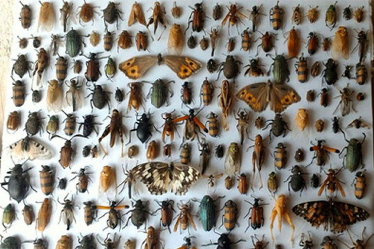انقراض حشرات چه پیامدهایی دارد؟