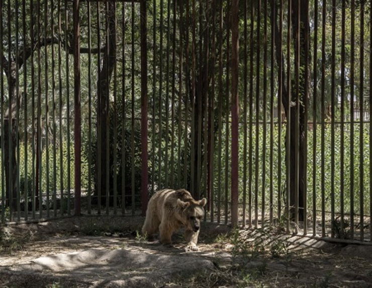 ماجرای فرار یک قلاده خرس از باغ وحش هویزه در خوزستان + فیلم