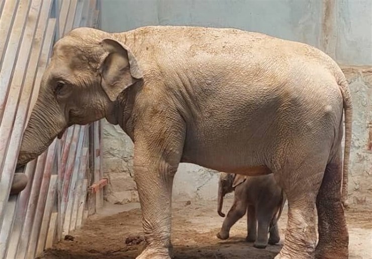 شیر خوردن "بچه فیل" تازه متولد شده در باغ وحش ارم + ویدئو