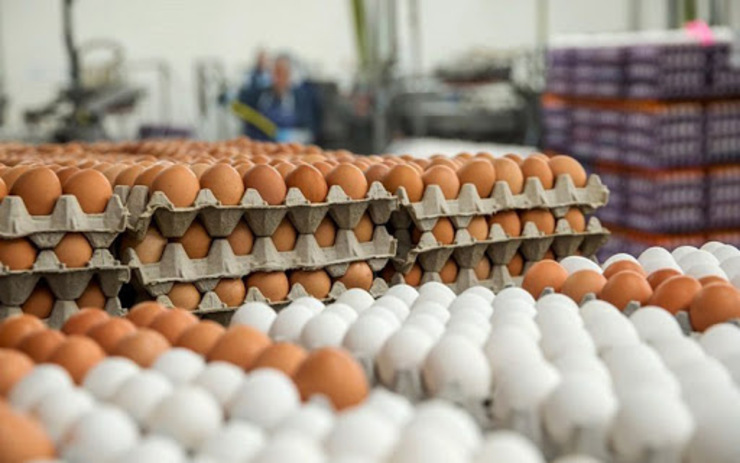 تولید تخم‌مرغ در خراسان‌رضوی از ۶۰۰ تن به ۳۸۵ تن رسیده است