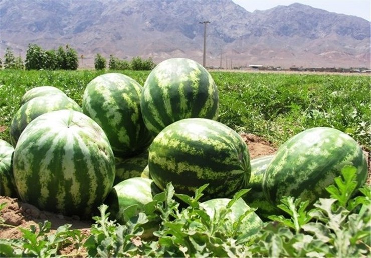 هندوانه گران شد + قیمت میوه‌های نوبرانه در بازار امروز ۲۹ خرداد ۱۴۰۰