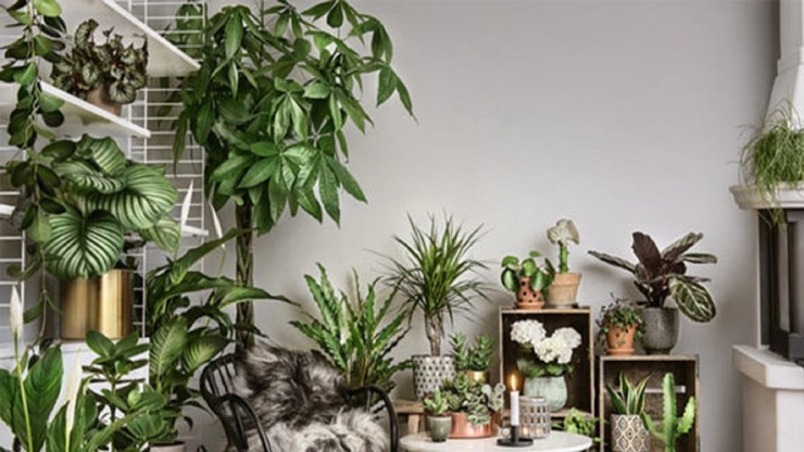 گیاهان آپارتمانی که هوای خانه را تصفیه می‌کنند