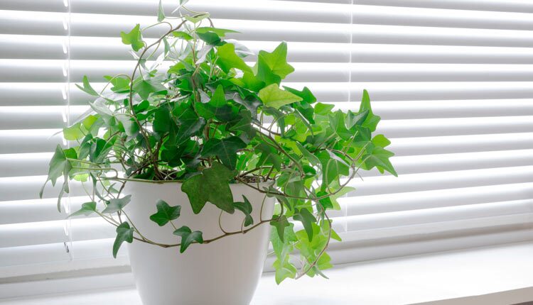 گیاهان آپارتمانی که هوای خانه را تصفیه می‌کنند