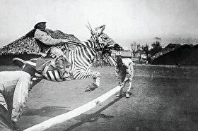 تاریخ رامکردن گورخر | یک وحشی تمامعیار