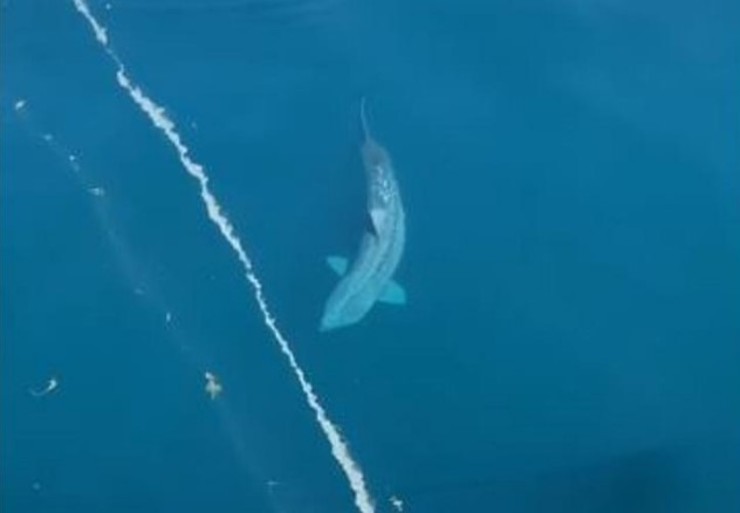 ویدئو کوسه‌‌ای غول‌پیکر در اقیانوس اطلس شایعه منفرض‌نشدن مگالودون‌ها را سر زبان‌ها انداخته است