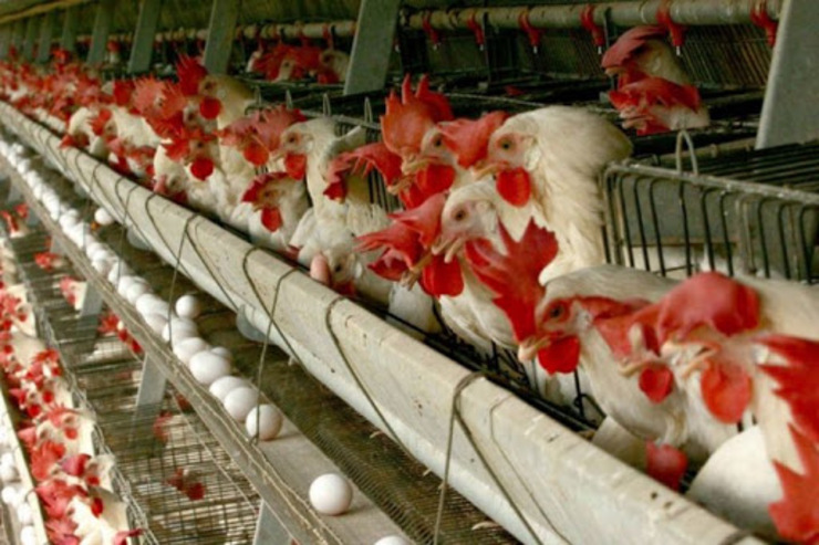 روند کاهشی تولید تخم‌مرغ در استان ادامه دارد | بی‌رغبتی تولید در صنعت دام و طیور