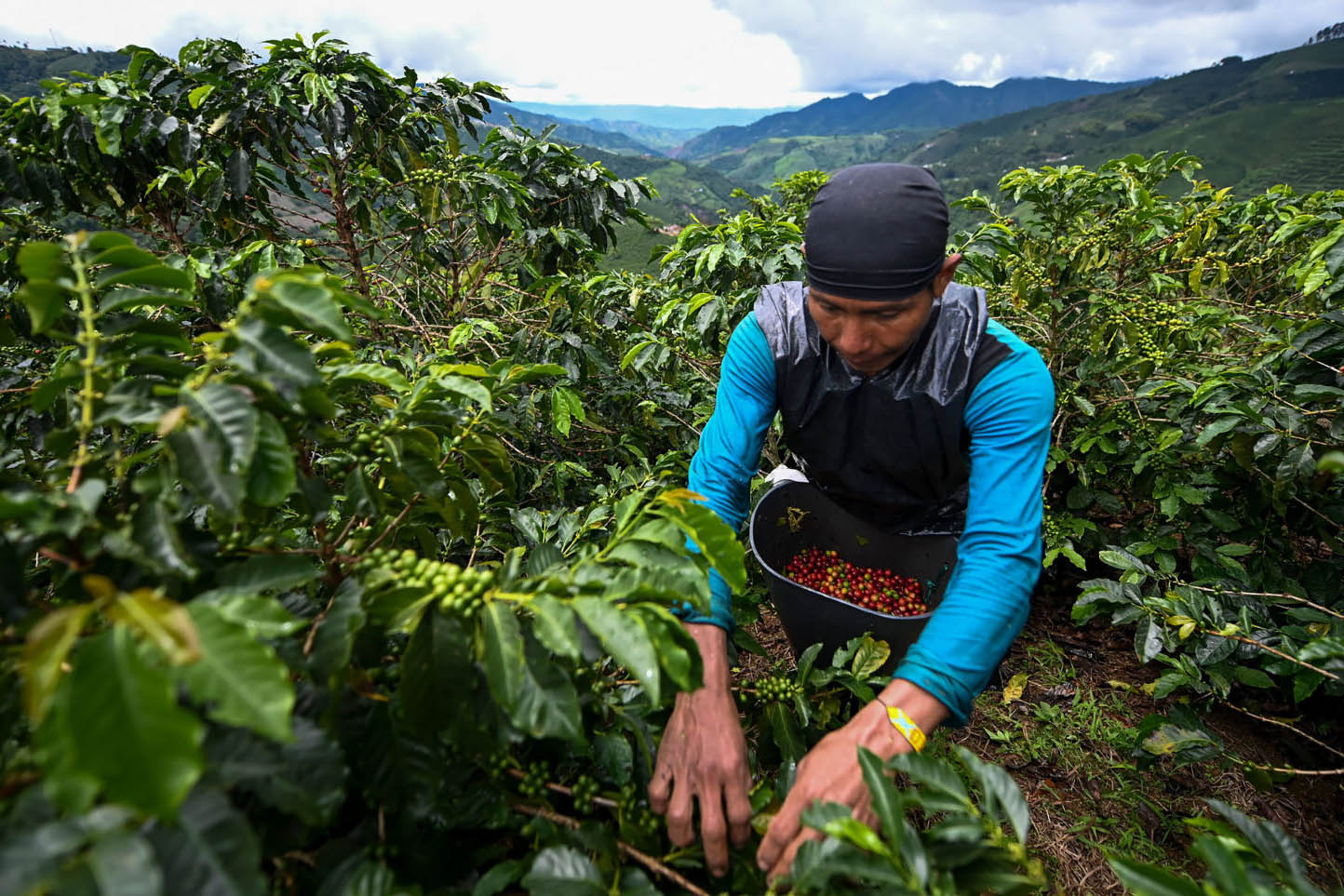 خشکسالی بی‌سابقه در برزیل و تاثیر آن بر افزایش قیمت قهوه + عکس