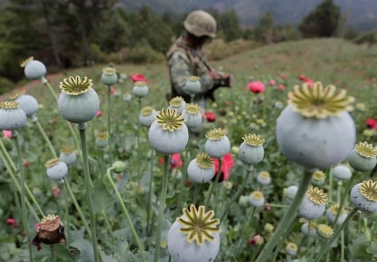 روسیه از رشد ۴۰برابری تولید موادمخدر در افغانستان پس از ورود ناتو به این کشور خبرداد