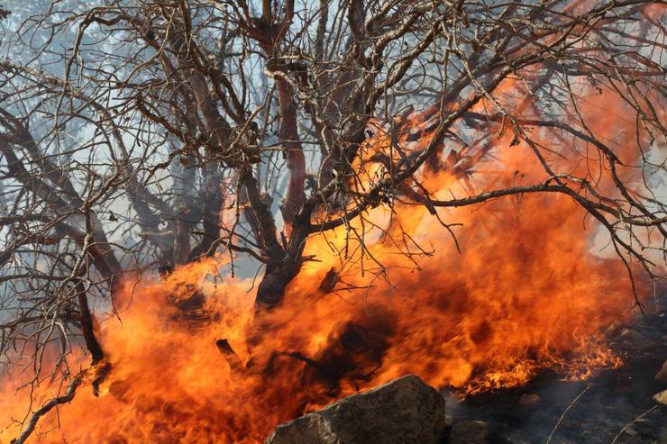 آتش‌سوزی ۲۴ هکتار از باغ‌های شیروان را نابود کرد