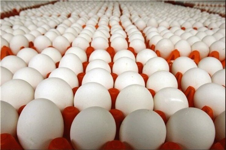 ممنوعیت صادرات تخم مرغ، زمینه برای قاچاق را افزایش می‌دهد