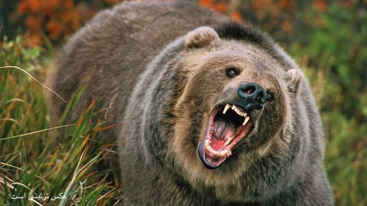 حمله خرس وحشی به ۲ مرد کوهرنگی + ویدیو