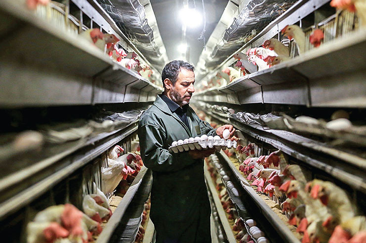 تولیدکنندگان از کاهش تولید تخم مرغ می‌گویند و مسئولان از گرانی