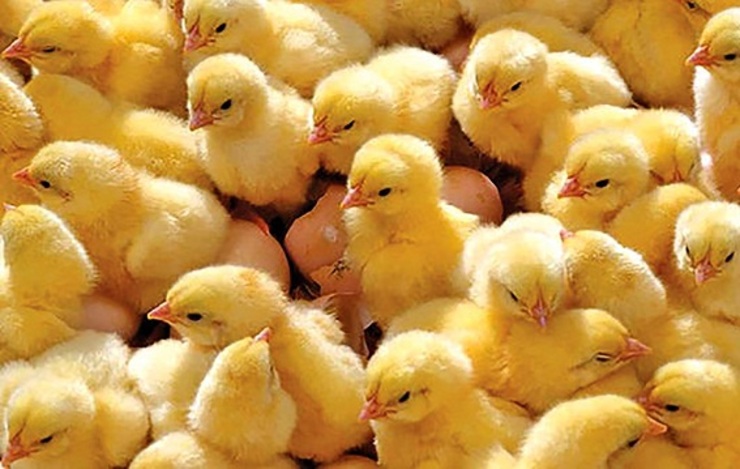 دلایل افزایش قیمت مرغ و جوجه یکروزه چیست؟