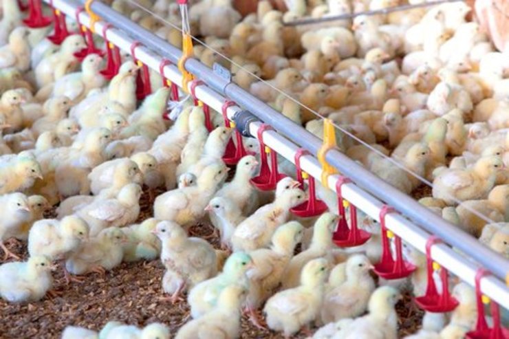 پیش‌بینی وضعیت بازار مرغ خراسان‌رضوی در ماه‌های آینده | کمبود جوجه یک‌روزه بازار مرغ را متشنج می‌کند