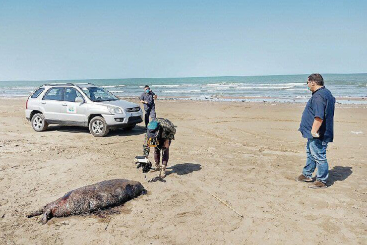 مرگ بی‌صدای فوک‌ها در سواحل دریای خزر | کشف ۱۴ لاشه در ۱۰ روز