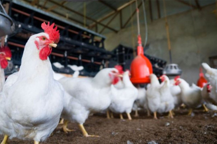 شایعه خوراندن تریاک به مرغ های گوشتی صحت دارد؟