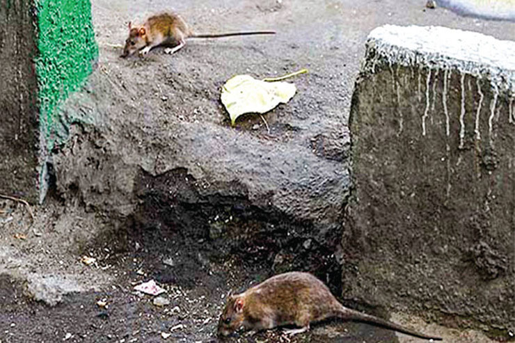 کانون حضور موش‌ها در مشهد از ۶۰ به ۱۱ مورد کاهش یافته است
