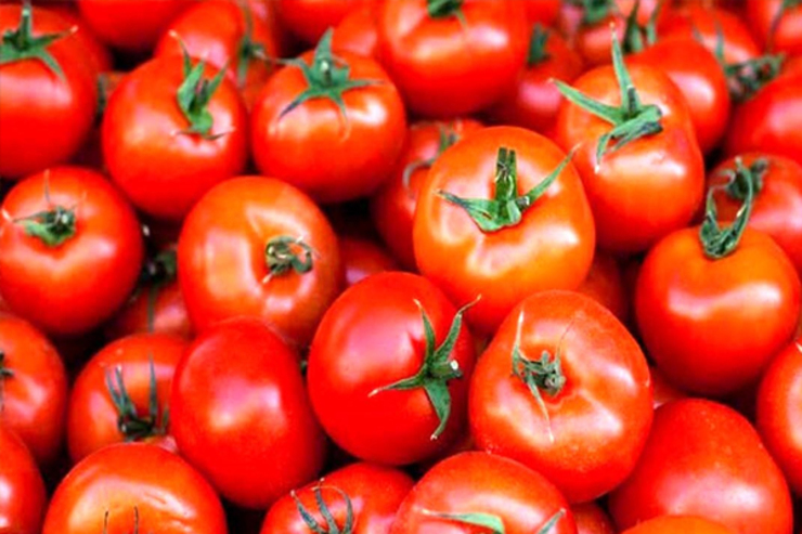 قیمت گوجه فرنگی کاهش می یابد؟