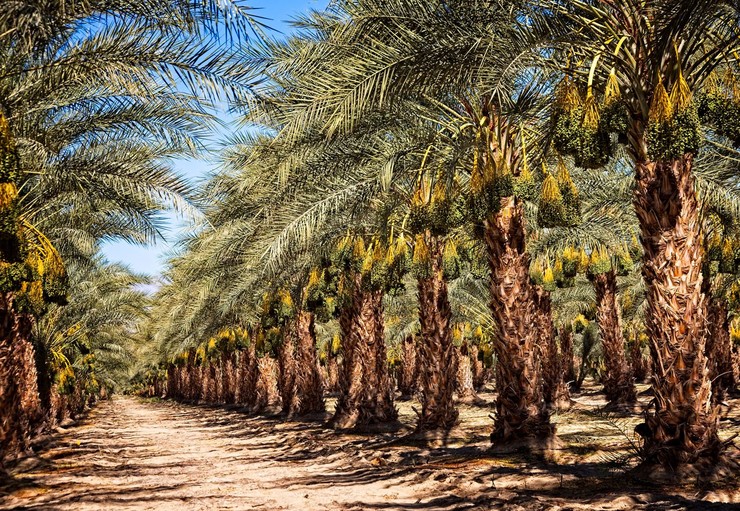 درباره ریشه کن شدن نخل‌ها و فروش آن‌ها به کشور‌های عربی