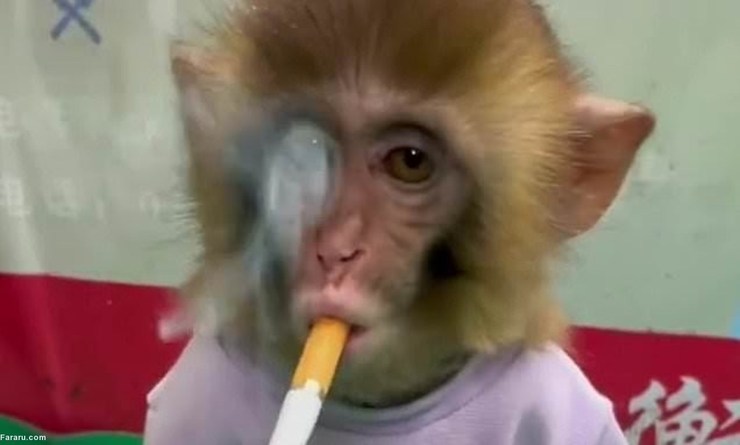 مدیران باغ وحشی در چین میمونی را وادار کردند سیگار بکشد + فیلم