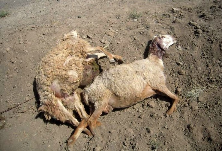 تصادف قطار با گله گوسفندان در بیدستان قزوین؛ ۷۰ رأس گوسفند تلف شدند + فیلم