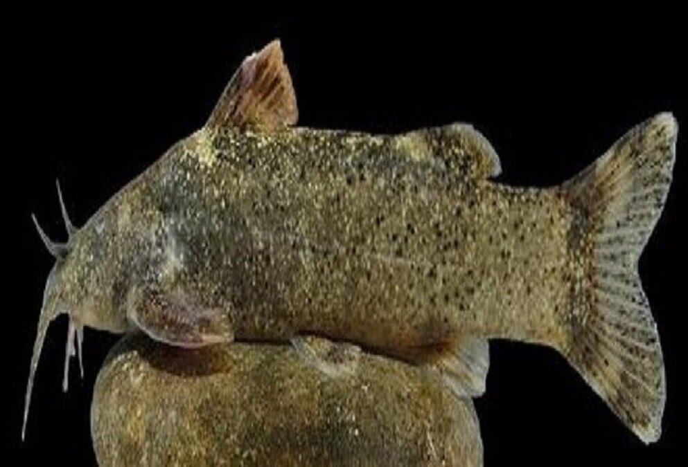 ماجرای ثبت جهانی یک گونه جدید از ماهی به نام «علی دایی» + عکس