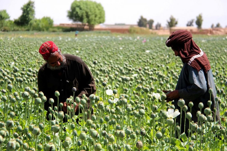 سازمان ملل: تولید مواد مخدر در افغانستان از مرز ۶هزار تن عبور کرد