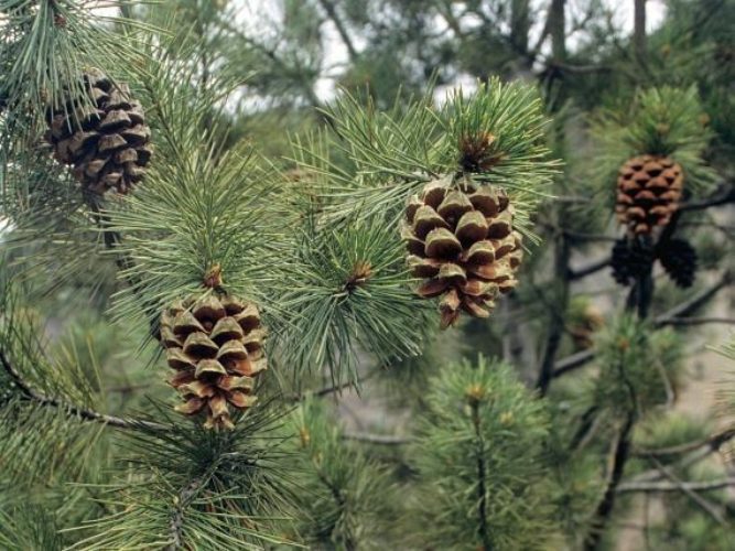 چلغوزه چیست و چه خواصی دارد؟ + عکس