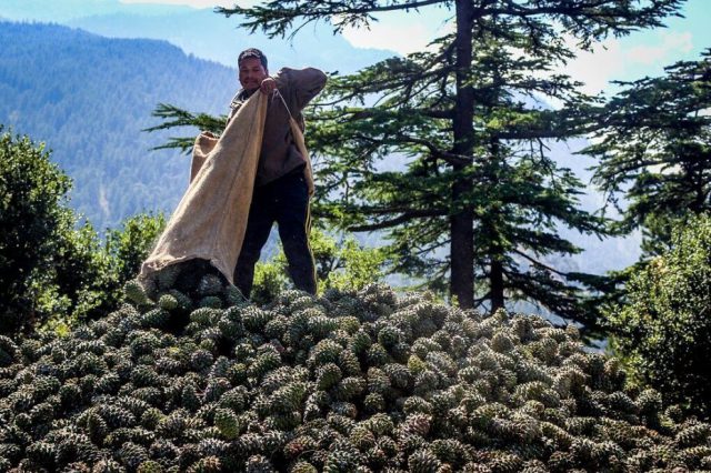 چلغوزه چیست و چه خواصی دارد؟ + عکس