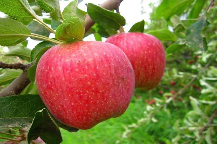 دفع سرب از بدن با خوردن سیب درختی در روزهای آلوده