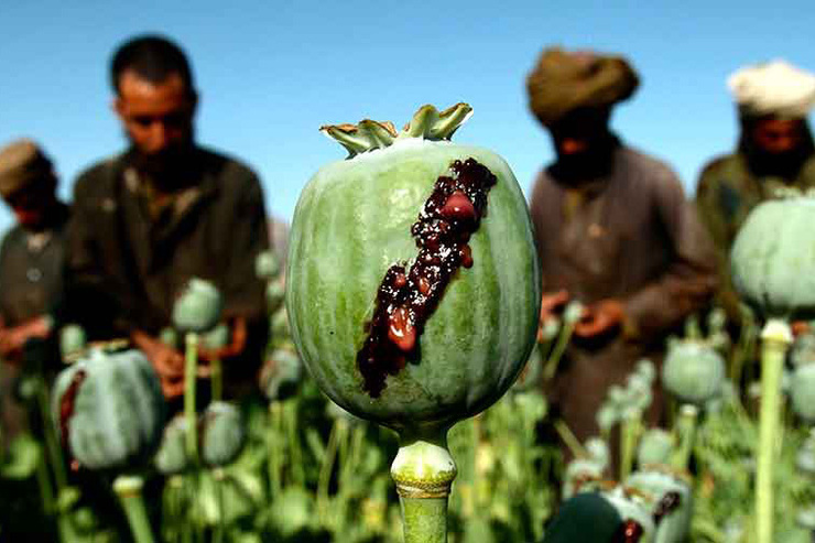 دویچه وله: کشت و تجارت تریاک در افغانستان با روی کار آمدن طالبان افزایش یافته است