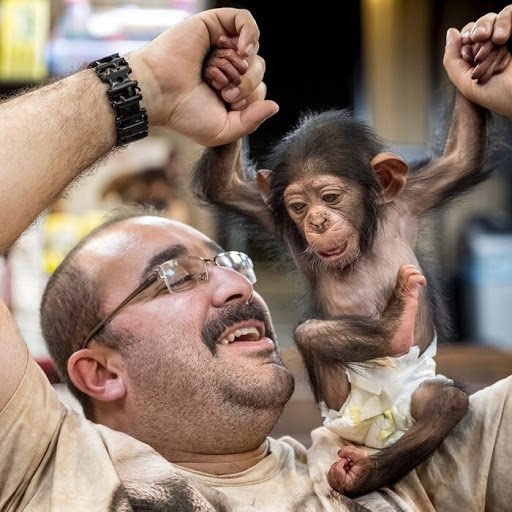 «باران» شامپانزه ایرانی در کنیا کشته شد