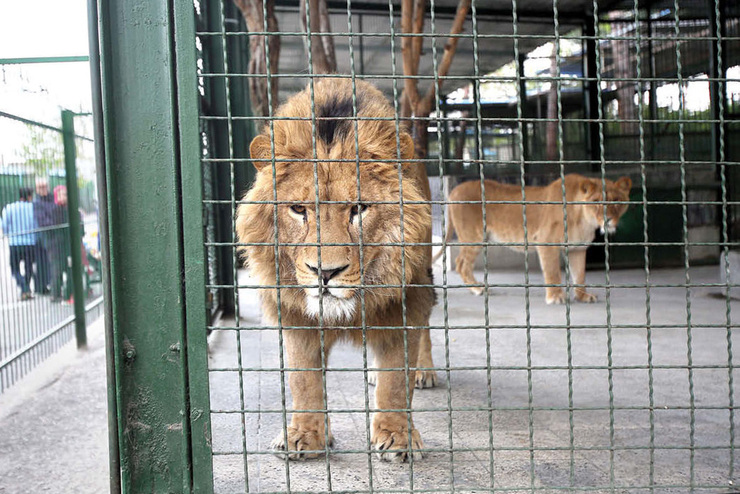 باغ‌وحش‌ها حیوانات را می‌فروشند | بچه‌شیر ۱۵۰ و یوزپلنگ ۲۰۰میلیون تومان