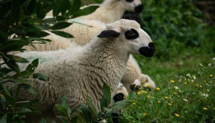 از قیمت گوسفند زنده چه خبر؟
